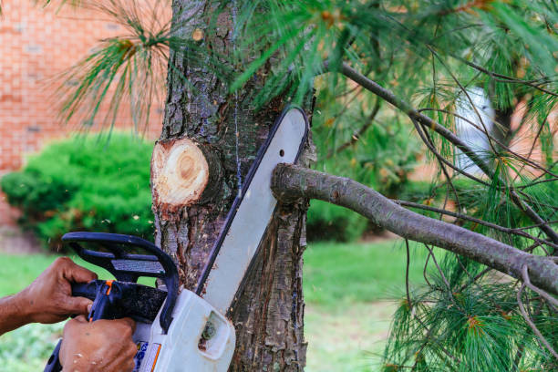 Best Tree Maintenance Programs  in USA